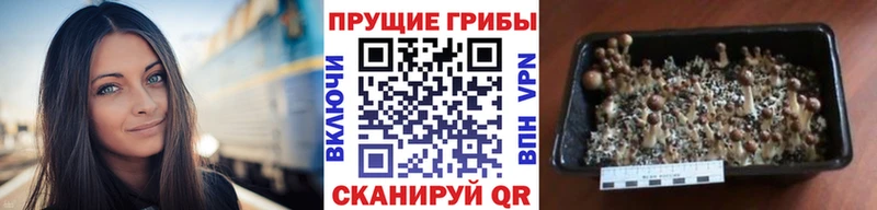 Псилоцибиновые грибы прущие грибы  Купить где  Якутск 